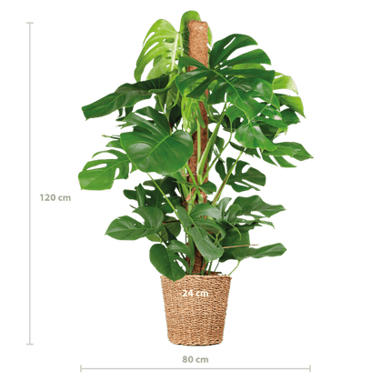 Monstera Deliciosa – Köstliches Fensterblatt – Zimmerpflanze – 120 cm – Ø24 cm – inkl. Pflanzkorb Torun – Trendige Blattstruktur, pflegeleicht, tropisches Flair