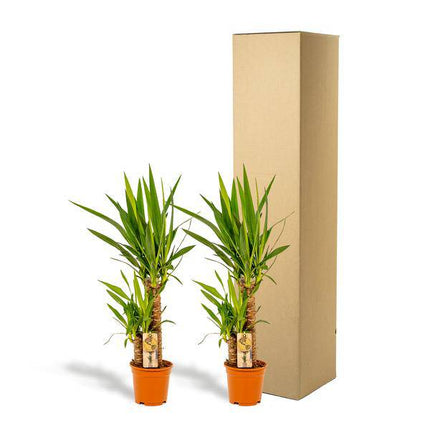 Yucca Palmlilie – 2er-Set – Zimmerpflanzen - ↨90cm – Ø17cm – Pflegeleichte grüne Pflanzen – Luftreinigend & robust – Ideal für helle Wohnräume