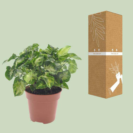 Purpurtute Syngonium Pixie Zimmerpflanze Ø12cm ↕20cm – pflegeleichte Grünpflanze für Wohnzimmer, Büro & helle Standorte kaufen