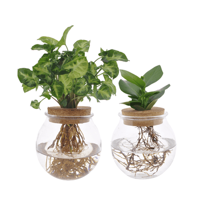 Clusia & Syngonium Pflanzenset im Kugelglas – Hydroponie Zimmerpflanzen – 2 Pflanzen – Ø12cm – Höhe ca. 30cm – moderne Glasdeko mit Grünpflanzen für Wohnzimmer, Büro & Geschenkideen