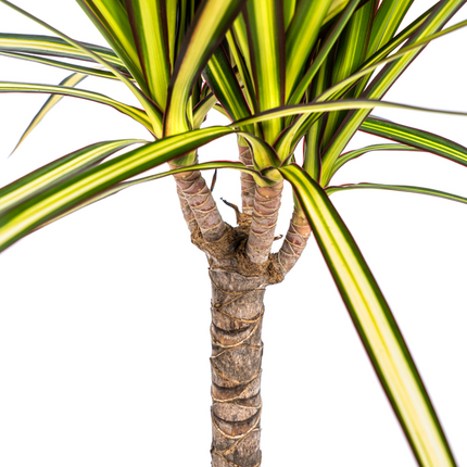 Dracaena Marginata Sunray – Drachenbaum – Zimmerpflanze – Ø17 cm – ↕60-80 cm – Grüne & gelbe Blätter, pflegeleicht