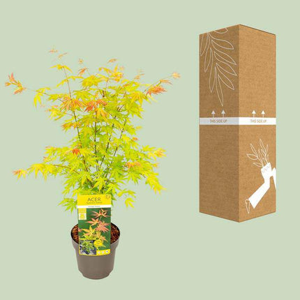 Fächer – Ahorn – Acer palmatum 'Orange Dream' – Ø19cm – ↕50cm – Japanischer Ahorn – Winterharte Zierpflanze für Garten & Terrasse