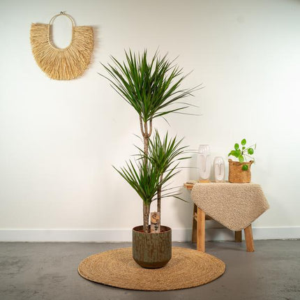 Drachenbaum Dracaena Marginata – Zimmerpflanze – Ø21cm x ↕120cm – Tropische Grünpflanze mit luftreinigend – Pflegeleicht