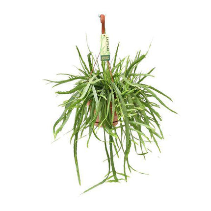 Blattkaktus Lepismium Bolivianum – Ø17cm – ↕55cm – Pflegeleichte Zimmerpflanze mit hängenden Trieben – Exotischer Kaktus für Wohnzimmer, Büro & Wintergarten