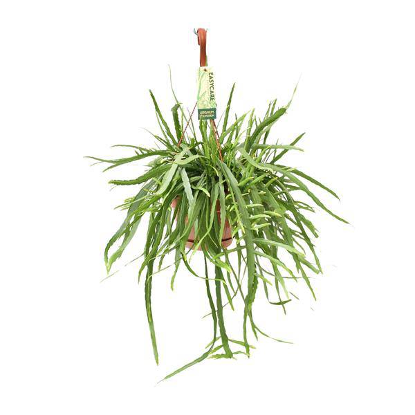 Blattkaktus Lepismium Bolivianum – Ø17cm – ↕55cm – Pflegeleichte Zimmerpflanze mit hängenden Trieben – Exotischer Kaktus für Wohnzimmer, Büro & Wintergarten