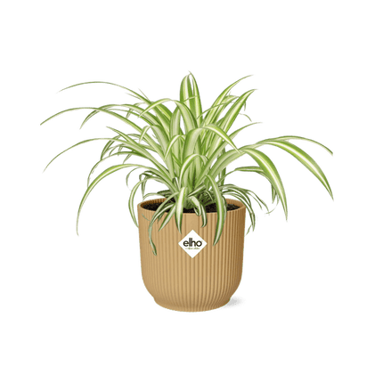 Grünlilie Chlorophytum Comosum Variegatum – Spinnenpflanze – Zimmerpflanze inkl. Ziertopf Vibes Fold Gelb Ø14cm – Luftreinigende & pflegeleichte Hängepflanze – Für Wohnzimmer & Büro