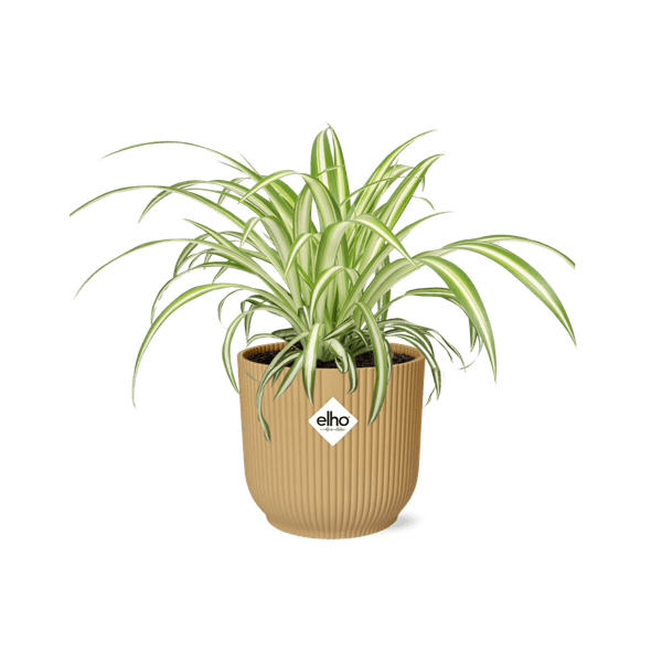 Grünlilie Chlorophytum Comosum Variegatum – Spinnenpflanze – Zimmerpflanze inkl. Ziertopf Vibes Fold Gelb Ø14cm – Luftreinigende & pflegeleichte Hängepflanze – Für Wohnzimmer & Büro