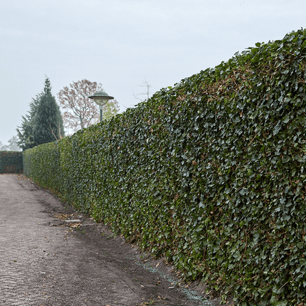 Hedera Hibernica Efeu – gestäbt – Höhe 80–100cm – Immergrüne Kletterpflanze für Hecke, Sichtschutz & Gartenbegrünung