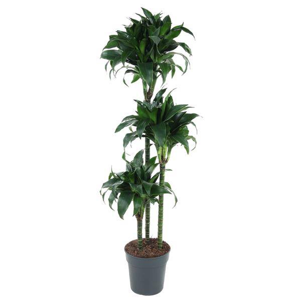 Drachenbaum – Dracaena Tatuade 140cm – Ø24cm – Zimmerpflanze mit grün-weißen Blättern – Pflegeleichte Grünpflanze für Wohnzimmer, Büro & Wintergarten