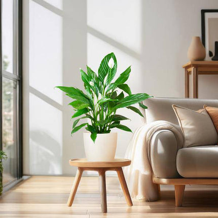 Spathiphyllum Sweet Lauretta – Scheidenblatt – Zimmerpflanze + Topf Viber Weiß – ↕80cm – Ø21cm – Friedenslilie mit eleganten weißen Blüten – Pflegeleicht & dekorativ