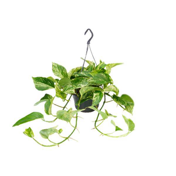 Efeutute Marble Queen – Epipremnum Scindapsus – Ø15cm x H25cm – Zimmerpflanze mit weiß-grüner Blattmusterung – Pflegeleicht – Für hellen Standort