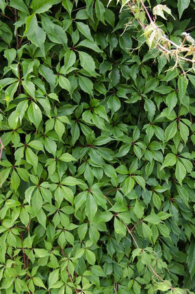 Wilder Wein Parthenocissus quinquefolia ‘Engelmannii’ Kletterpflanze Ø15cm ↕65cm – winterharte Pflanze für Garten, Balkon, Terrasse, Kübel & Beet