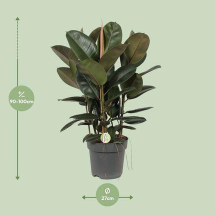 Ficus Robusta – Gummibaum – Zimmerpflanze – Ø27cm – ↕90cm – große immergrüne Pflanze mit glänzenden Blättern für Wohnzimmer & Büro