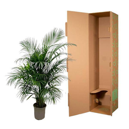 Goldfruchtpalme – Dypsis Lutescens – Areca-Palme – Zimmerpflanze 150cm – Ø24cm – Tropische Grünpflanze mit eleganten Wedeln – Exklusive Kübelpflanze für Wohnzimmer, Büro & Balkon – Pflegeleicht