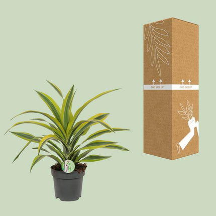 Drachenbaum Dracaena 'Lemon Lime' – Ø17cm x H40cm – Pflegeleichte Zimmerpflanze mit gestreiftem Laub – Luftreinigend – Für Halbschatten – Im Pflanztopf – Direkt aus der Gärtnerei