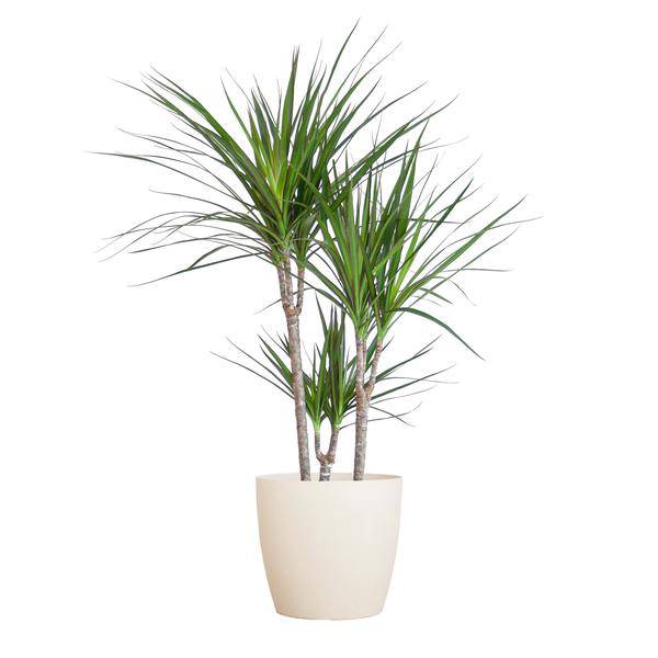 Dracaena Marginata – Drachenbaum – Zimmerpflanze – ca. 95cm hoch – Ø21cm – inkl. nachhaltigem Viber Übertopf Weiß – pflegeleichte tropische Grünpflanze