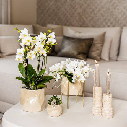 Kombi-Angebot Perlen Travertin Töpfe – 3er-Set Ø6/9/12 cm – stilvolle Keramik-Pflanzgefäße für Orchideen, Sukkulenten & Zimmerpflanzen