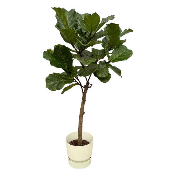 Ficus Lyrata – Geigenfeige – 160cm hoch – Zimmerpflanze im Topf Greenville Weiß Ø30cm – Große XXL-Pflanze mit glänzenden Blättern – Elegante & pflegeleichte Grünpflanze für Wohnzimmer, Büro & Wintergarten