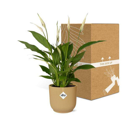 Einblatt – Spathiphyllum Torelli – elegante Zimmerpflanze mit weißen Blüten – inkl. Topf Vibes Fold 14cm Gelb – luftreinigend & pflegeleicht