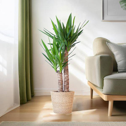 Yucca Elephantipes – Riesen – Palmlilie – Zimmerpflanze – 90cm hoch – Ø21cm – inkl. Naturkorb – pflegeleicht, robust, dekorativ