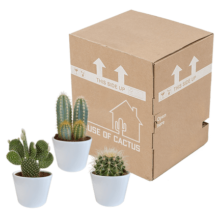 Kaktus Mix – 3 Pflanzen – Ø10,5cm Zimmerpflanzen im weißen Übertopf – Verschiedene Kakteen im dekorativen Glasgefäß – Pflegeleichte Sukkulenten für Fensterbank, Büro & Wohnzimmer