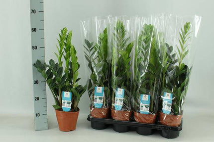 Glücksfeder Zamioculcas Zimmerpflanze Ø14cm ↕65cm – pflegeleichte Grünpflanze für Wohnzimmer, Büro & helle Standorte kaufen