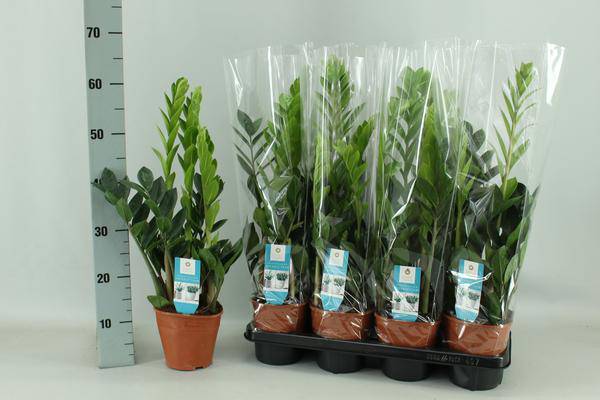 Glücksfeder Zamioculcas Zimmerpflanze Ø14cm ↕65cm – pflegeleichte Grünpflanze für Wohnzimmer, Büro & helle Standorte kaufen