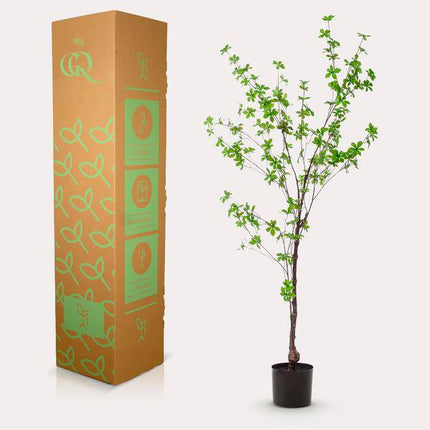 Kunstpflanze Tropaeolum Speciosum – Ostindische Kirsche – 150cm – Hochwertige künstliche Pflanze mit naturgetreuen Blättern – Immergrüne Dekopflanze für Wohnzimmer, Wintergarten & Büro – Pflegefrei & langlebig