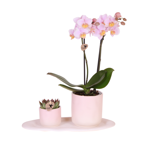 Rosa Orchidee Phalaenopsis Andorra & Sukkulente im Keramik-Topf inkl. Tablett – Pflanzenset Valentine „Gradience Pink“ – Geschenkset für Valentinstag, Liebe & Dekoration