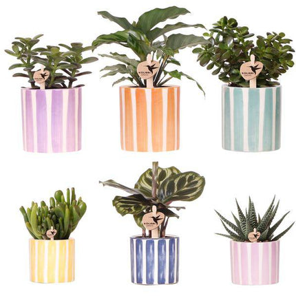 Sukkulenten Mix – 6 Sukkulenten – Zimmerpflanzen in bemalten Stripe Ziertöpfen Ø9cm & Ø6cm – Bunte Pflanzendeko für Tisch, Wohnzimmer & Büro
