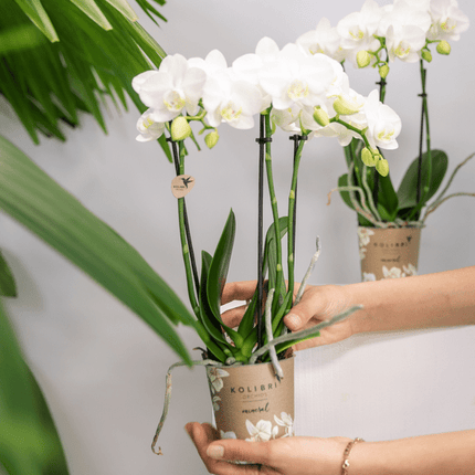 Weiße Phalaenopsis Orchideen – Amabilis – 2 Pflanzen – Blühende Zimmerpflanze Ø9cm – Multiflora-Orchidee mit 2–3 Zweigen