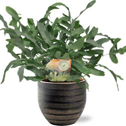 Phlebodium Blue Star – Tüpfelfarn – Zimmerpflanze Ø12cm ↕35cm – Blaugrüne Blätter – Pflegeleicht – Beau Topf Schwarz Ø14x13cm