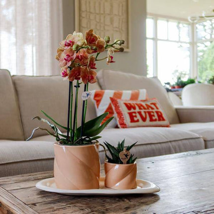 Candy Blumentopf Pfirsich Ø9cm – Dekorativer Keramiktopf in moderner runder Form – Pflanzentopf für Orchideen, Sukkulenten & Grünpflanzen – Stilvolle Blumendeko für Wohnzimmer, Küche & Büro