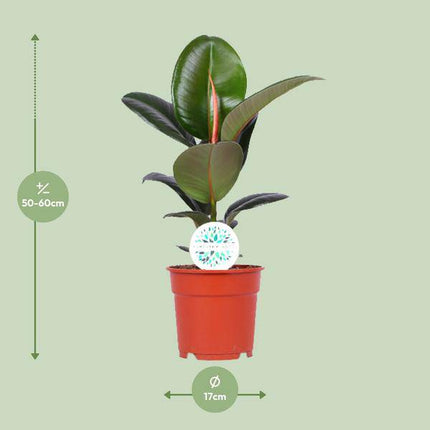Gummibaum Ficus Elastica Robusta – Zimmerpflanze Ø17cm – ca. 55cm hoch – pflegeleichte Pflanze mit großen glänzenden Blättern für Wohnzimmer, Büro & Innenraum