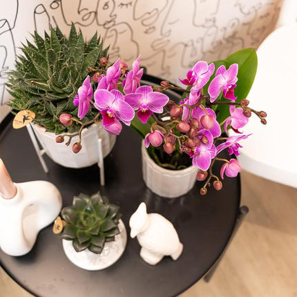 Phalaenopsis-Orchidee Mineral Vienna – Rosa – Ø9cm – Blühende Zimmerpflanze – 2-3 Zweige – Natürliche Farbpracht