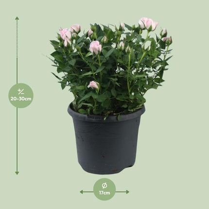 Rose – Topfrose Jewel Patio Baby – Zimmerpflanze – Ø17cm – ca. 30cm hoch – blühende Duftrose für Balkon, Terrasse & Innenbereich