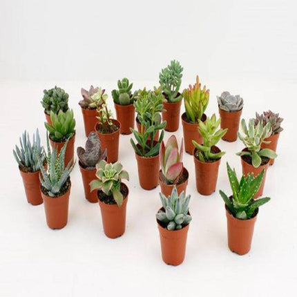 Sukkulenten Mix 20 Pflanzen Ø5,5cm – pflegeleichtes Pflanzen Set für Urban Jungle, Fensterbank, Wohnzimmer & Büro