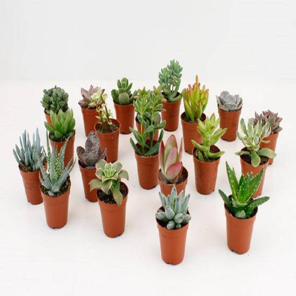 Sukkulenten Mix 20 Pflanzen Ø5,5cm – pflegeleichtes Pflanzen Set für Urban Jungle, Fensterbank, Wohnzimmer & Büro