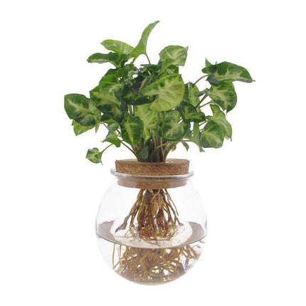 Purpurtute Syngonium Pixie – Hydroponische Zimmerpflanze – Ø12cm – 30cm Höhe – dekoratives grünes Laub – Pflegeleicht
