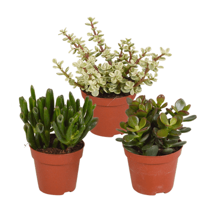 Dickblatt Crassula Mix – 3 Zimmerpflanzen – Ø8,5cm – Sukkulenten Mischung in verschiedenen Formen & Farben – pflegeleicht & dekorativ
