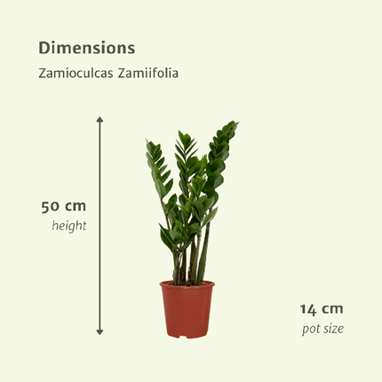 Glücksfeder – Zamioculcas zamiifolia – Smaragdpalme – 2 Pflanzen – Ø14cm  – Höhe ca. 50cm – Pflegeleichte Zimmerpflanzen für Büro & Zuhause