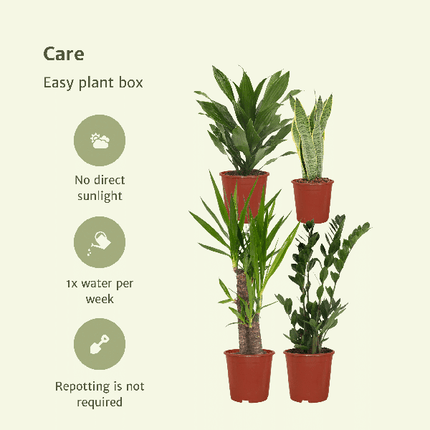 Pflanzkasten Easy – 4 pflegeleichte Zimmerpflanzen – Sansevieria, Yucca, Zamioculcas & Dracaena – Verschiedene Höhen 40-85cm – Ø14 – Ø17