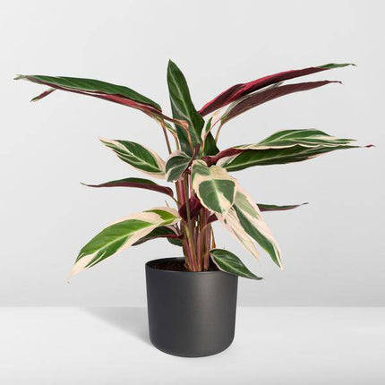 Calathea Triostar – Ø17cm H60cm – Tropische Zimmerpflanze mit rosa – grün – weißem Blattmuster – Pflegeleicht – Für indirektes Licht – Luftreinigend