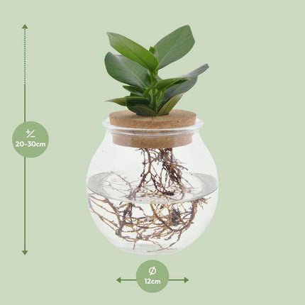 Clusia im Kugelglas mit Schnappkorken – Ø12cm – ↕30cm – Hydroponie-Deko mit grünen Pflanzen – Pflegeleichtes Pflanzenglas für Wohnzimmer, Büro & Wintergarten