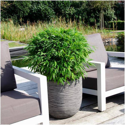 Fargesia murieliae Moontears Boobux – Bambus – immergrün & winterhart – nicht invasiv – Ø29cm – ↕70cm Höhe – ideal für Garten, Terrasse & Hecken