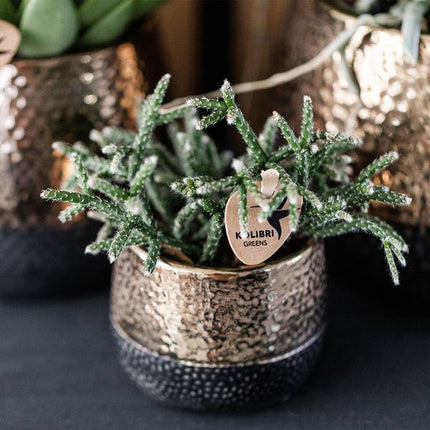 Keramik Blumentopf Kupfer – Mini – Pflanztopf Ø6cm – Glänzender Übertopf für kleine Zimmerpflanzen, Sukkulenten & Kakteen