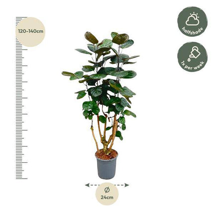 Fiederaralie – Polyscias Fabian – Zimmerpflanze – 130cm – Ø24cm – Elegante Grünpflanze mit runden Blättern