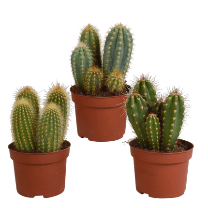 Cereus Mix – 3 Zimmerpflanzen – Ø10,5cm – Verschiedene Säulen- & Stabkakteen – Pflegeleichte Kakteen im Mix – Sukkulenten für Wohnzimmer, Büro & Fensterbank