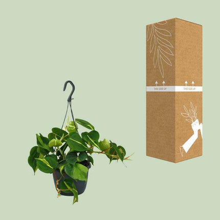 Herzblatt Philodendron Scandens Brasil – Ø15cm – ↕35cm – Pflegeleichte Kletterpflanze mit herzförmigen Blättern – Zimmerpflanze für Wohnzimmer, Büro & Schlafzimmer