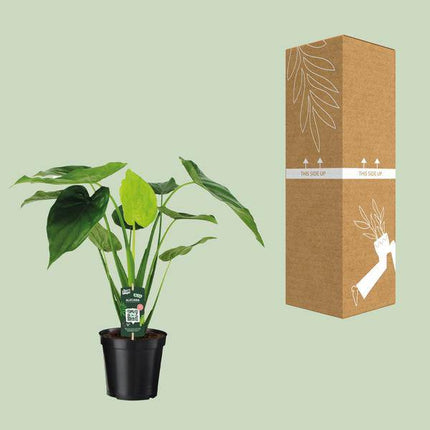 Alocasia Cucullata – Elefantenohr – Ø19cm x H55cm – Tropische Zimmerpflanze mit großen grünen Blättern – Pflegeleicht & dekorativ – Für indirektes Licht